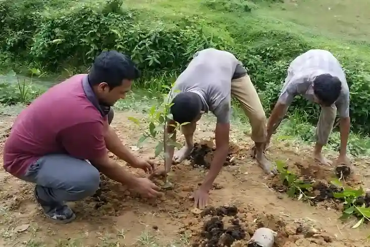 The First Step of Growing Premium Tea