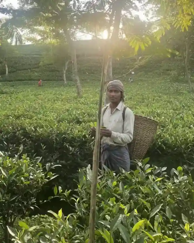 Garden Worker
