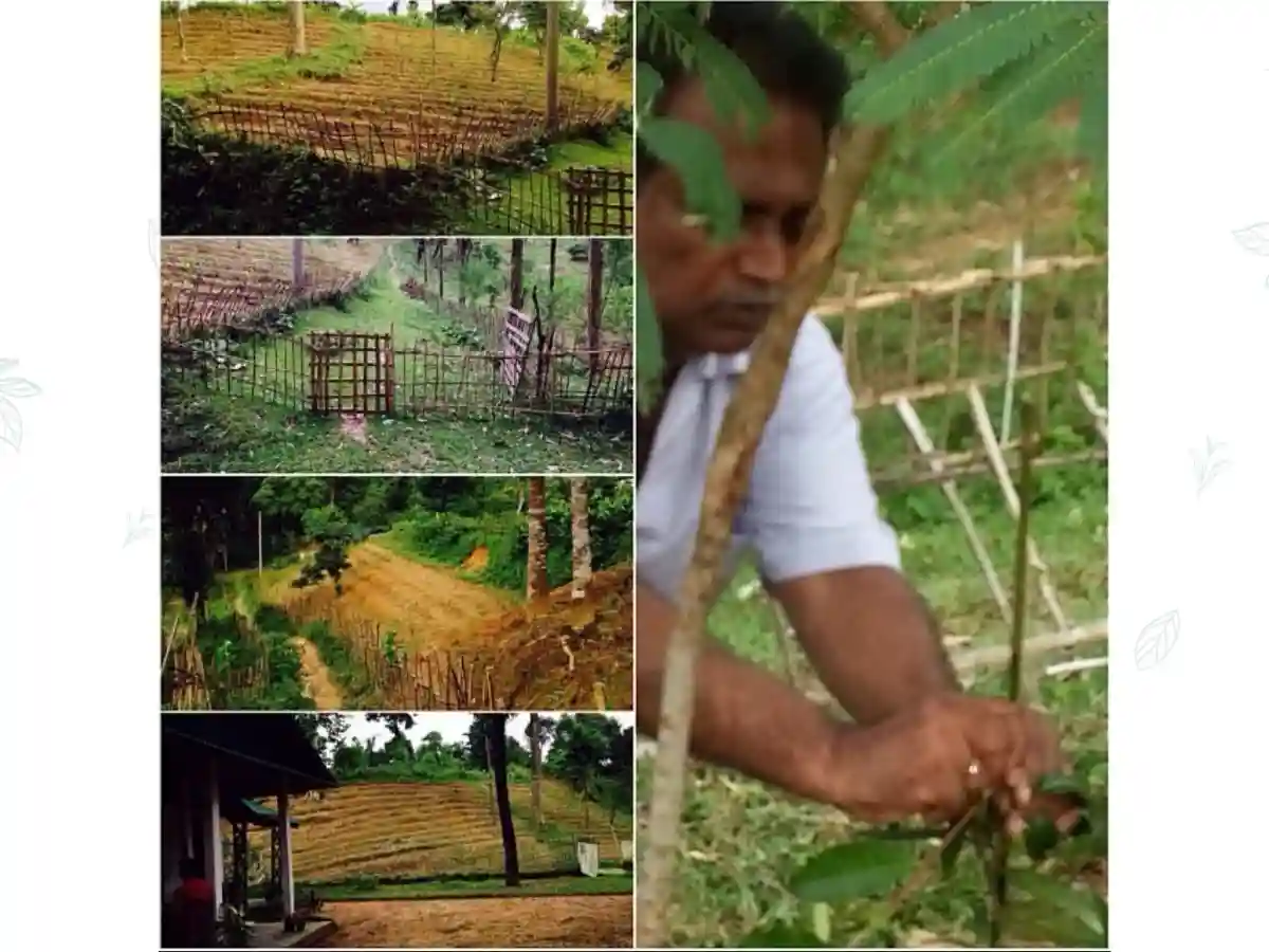 First Tea Seedling Planted at Faizi Tea Estate