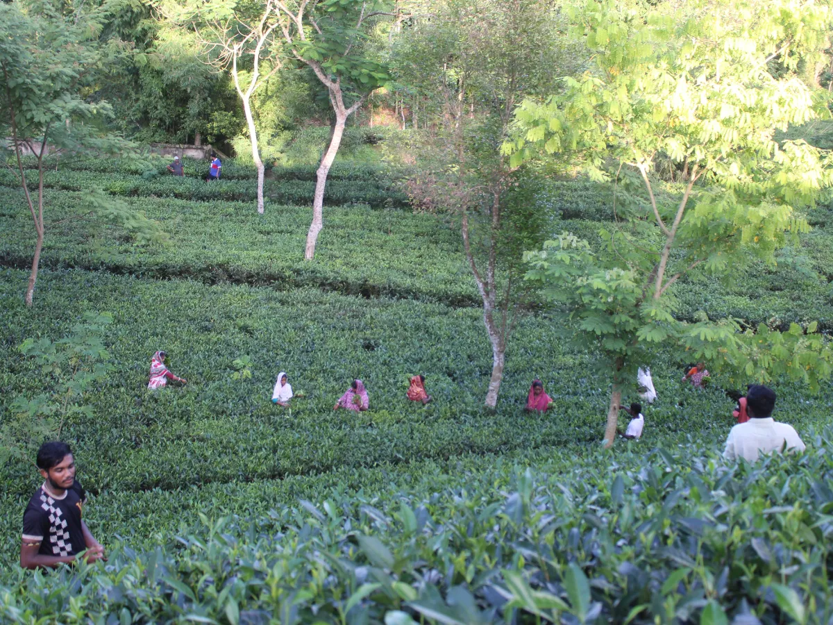 Faizi Tea Estate Founded